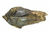 Rooted Dinosaur (Triceratops) Tooth - Montana #338647-3